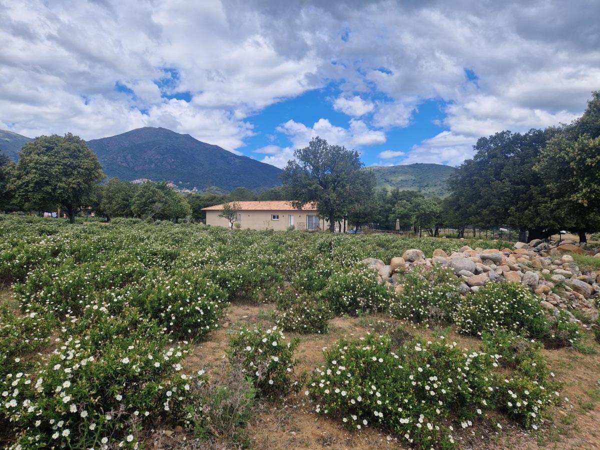 Domaine U Filanciu - Casa Ghjulia - Centru Di Corsica Vila Moltifao Exterior foto